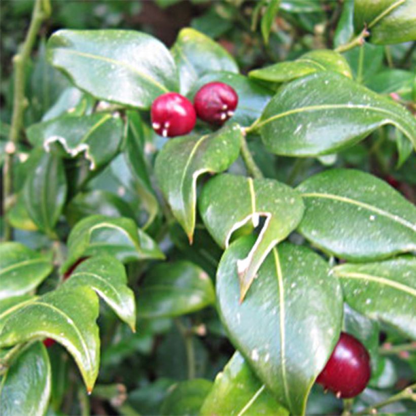 Sarcococca ruscifolia (Floração)