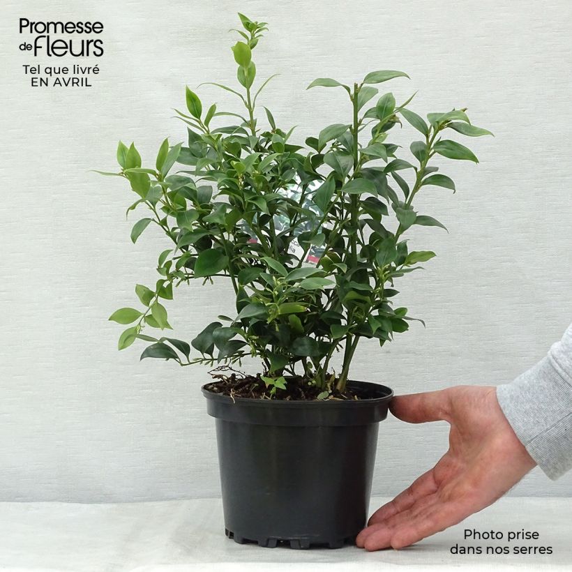 Amostra de Sarcococca ruscifolia Vaso de 2 L/3 L tal como entregue na primavera