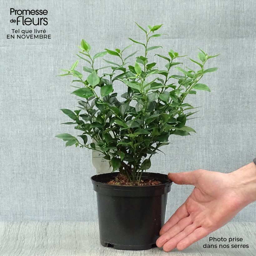 Amostra de Sarcococca ruscifolia Vaso de 2 L/3 L tal como entregue no outono