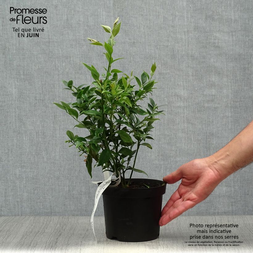 Amostra de Sarcococca ruscifolia Vaso de 2 L/3 L tal como entregue no verão