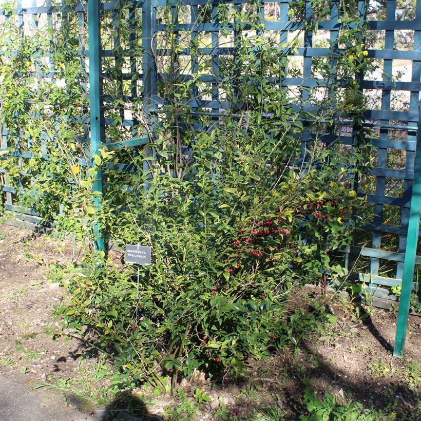 Sarcococca ruscifolia (Hábito)