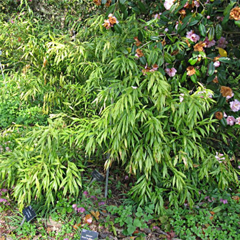 Sarcococca saligna (Folhagem)