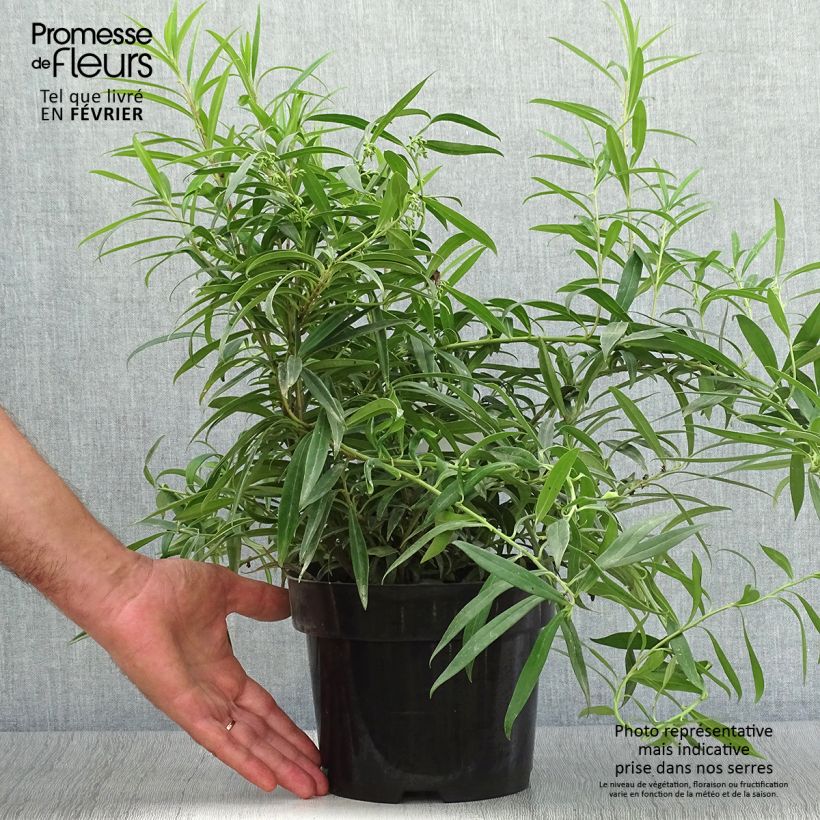 Amostra de Sarcococca saligna Vaso de 2 L/3 L tal como entregue no outono