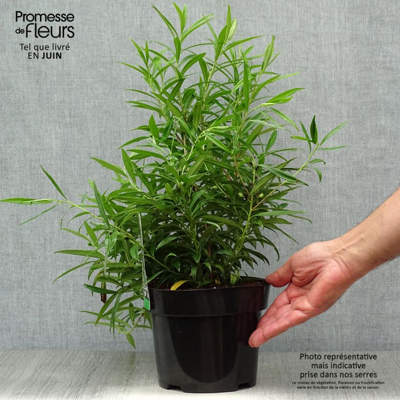 Amostra de Sarcococca saligna Vaso de 2 L/3 L tal como entregue no verão