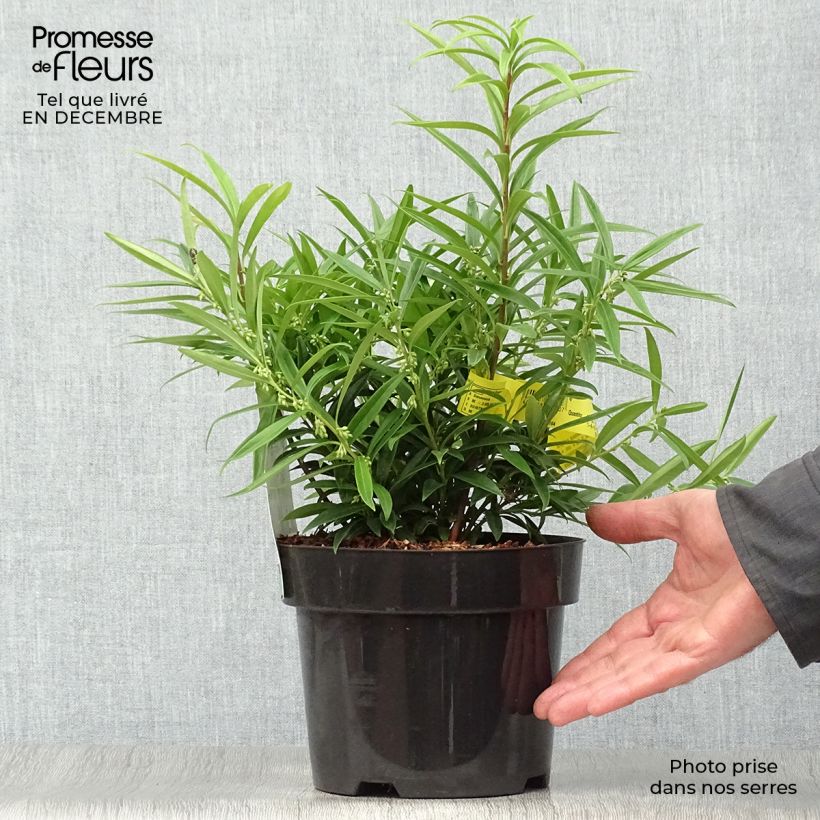 Amostra de Sarcococca saligna Vaso de 2 L/3 L tal como entregue no inverno