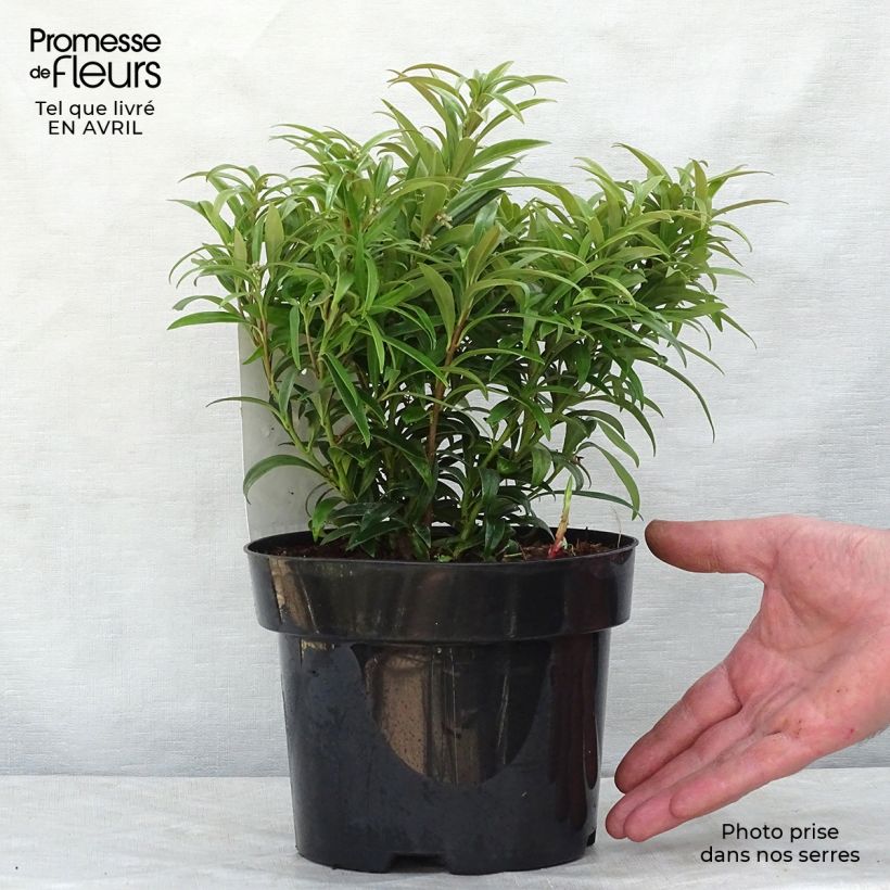 Amostra de Sarcococca saligna Vaso de 2 L/3 L tal como entregue na primavera