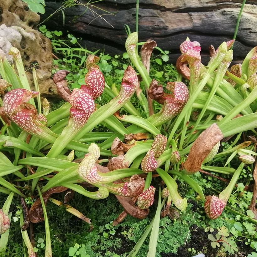 Sarracenia Scarlet Belle (Hábito)