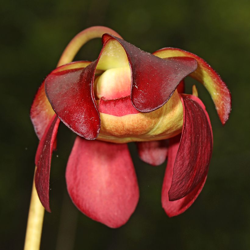 Sarracenia purpurea subsp. venosa (Floração)