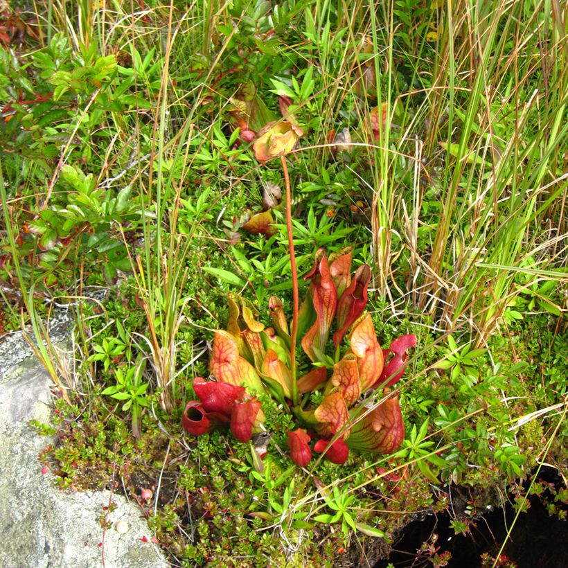 Sarracenia purpurea subsp. venosa (Hábito)