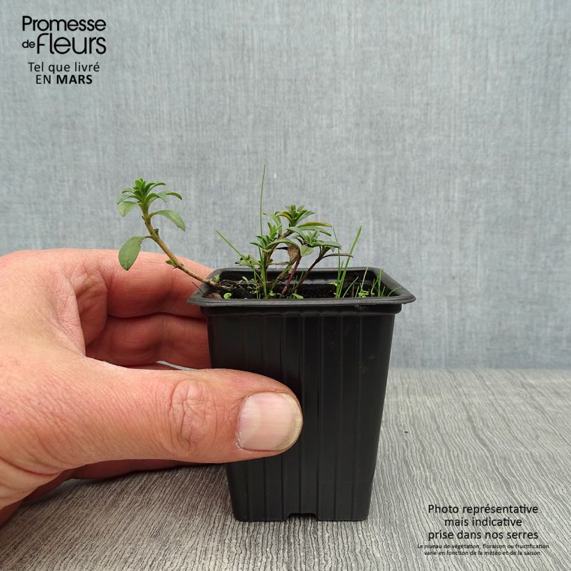 Amostra de Segurelha-limão Bio Vaso de 8/9 cm tal como entregue na primavera