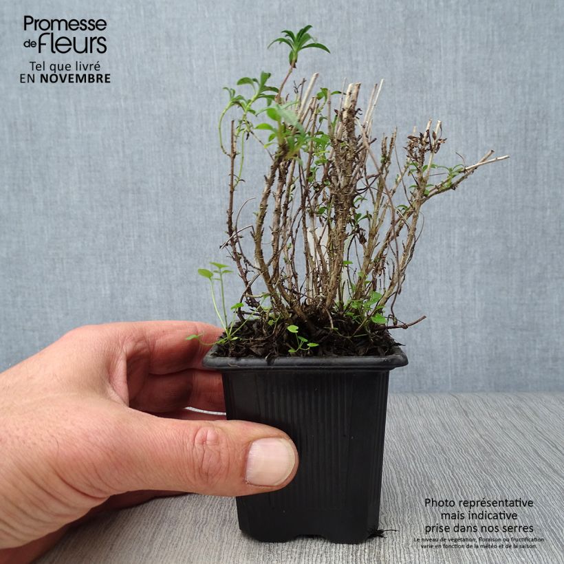 Amostra de Satureja montana - Segurelha-das-montanhas Vaso de 7/8 cm tal como entregue no outono
