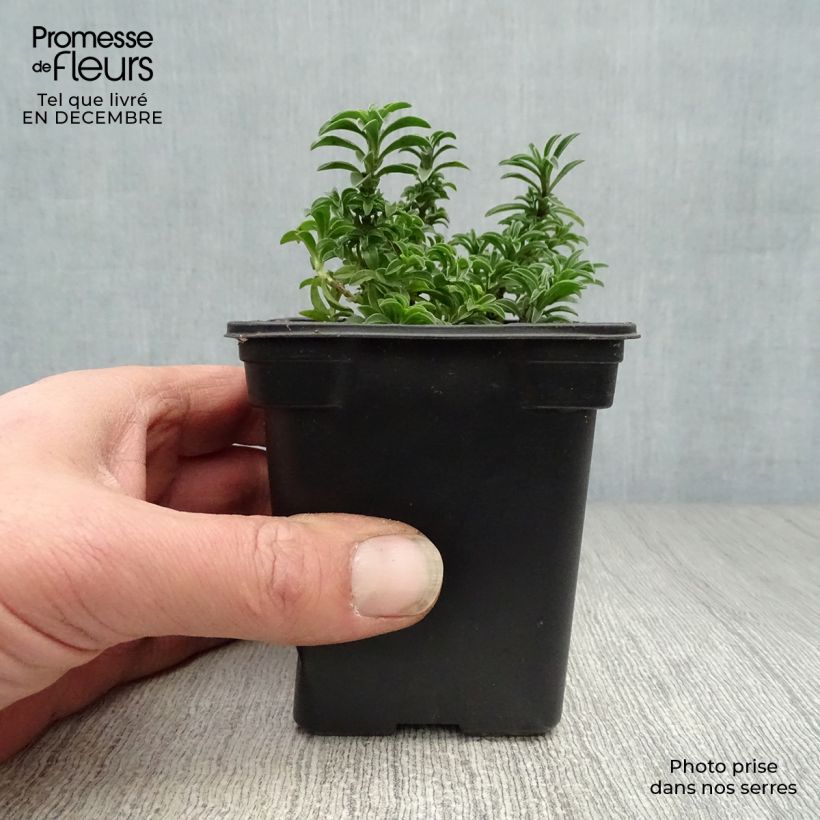 Amostra de Sarriette vivace - Satureja montana Vaso de 7/8 cm tal como entregue no inverno