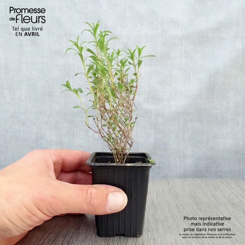 Amostra de Satureja montana - Segurelha-das-montanhas Vaso de 7/8 cm tal como entregue na primavera