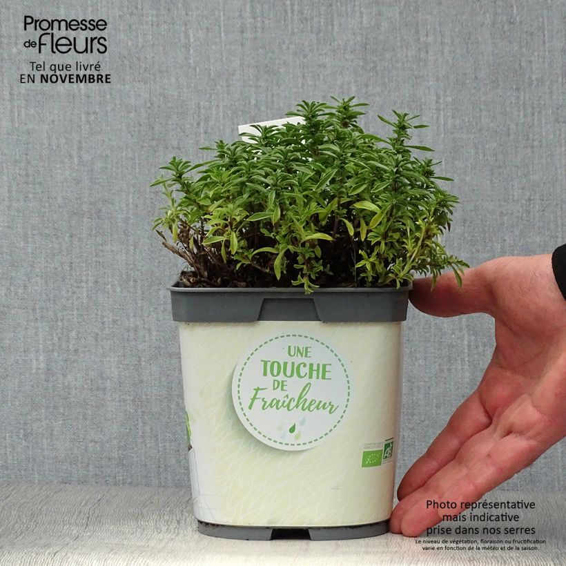 Amostra de Segurelha-das-montanhas plantas biológicas Vaso de 1 L/1,5 L tal como entregue no outono