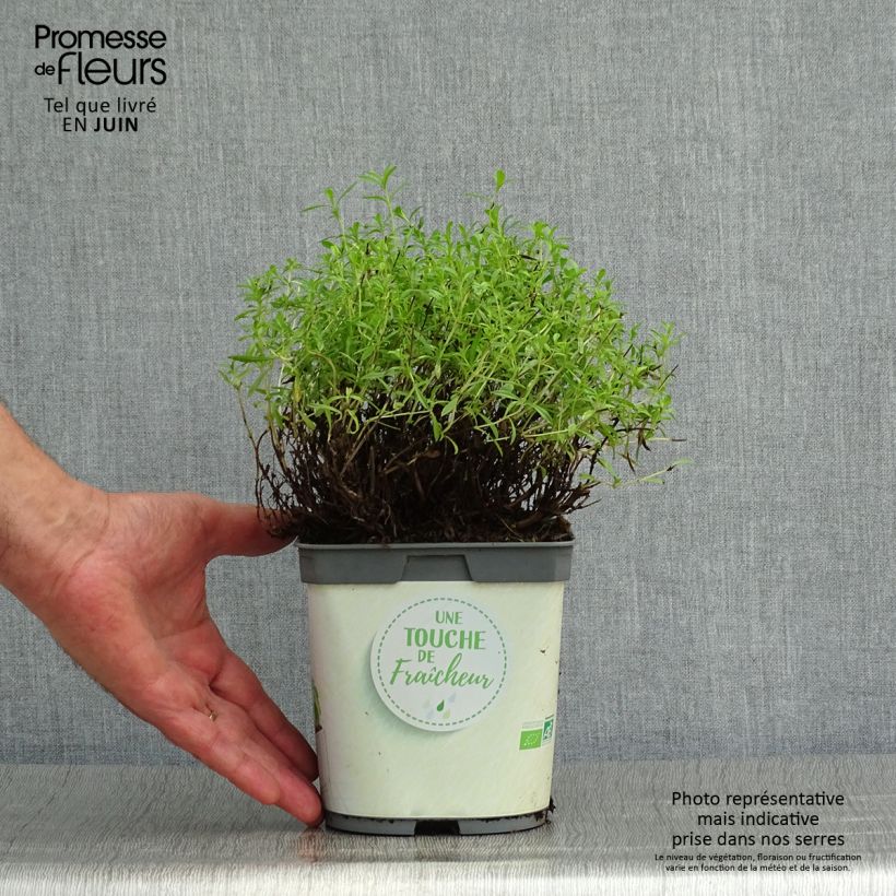 Amostra de Segurelha-das-montanhas plantas biológicas Vaso de 1 L/1,5 L tal como entregue no verão