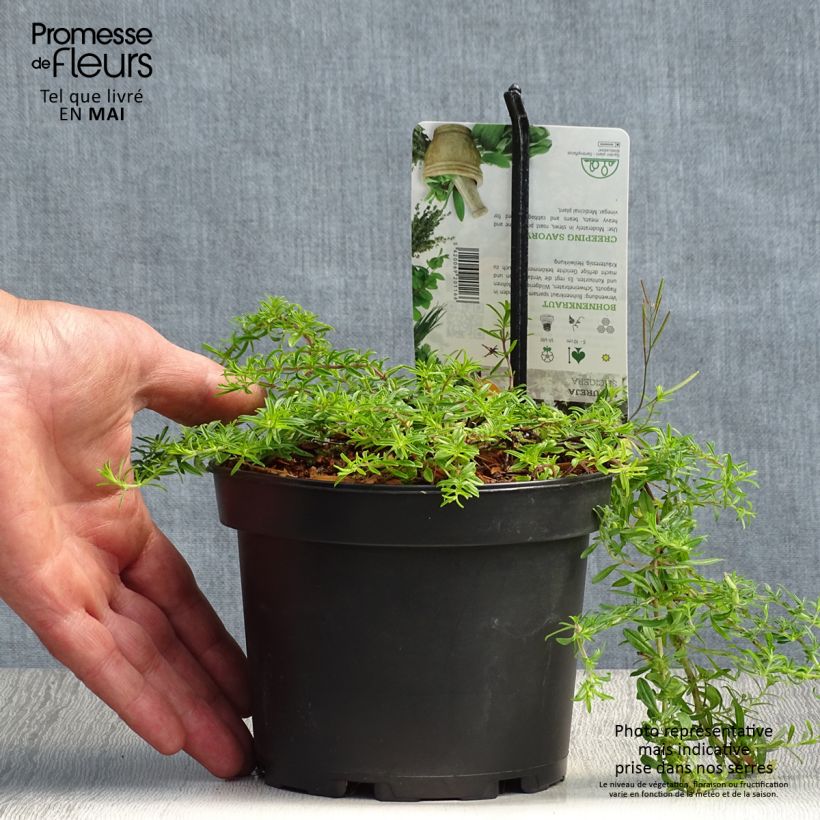 Amostra de Satureja spicigera - Segurelha-rasteira Vaso de 1,5 L/2 L tal como entregue na primavera