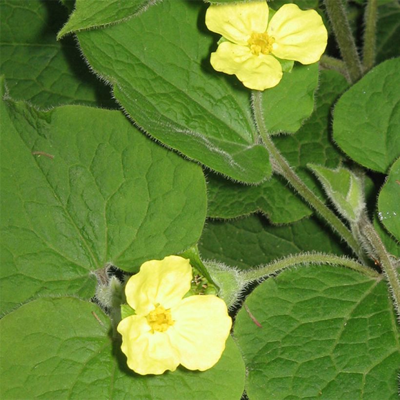 Saruma henryi (Floração)