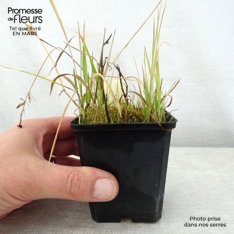 Amostra de Saruma henryi Vaso de 8/9 cm tal como entregue na primavera