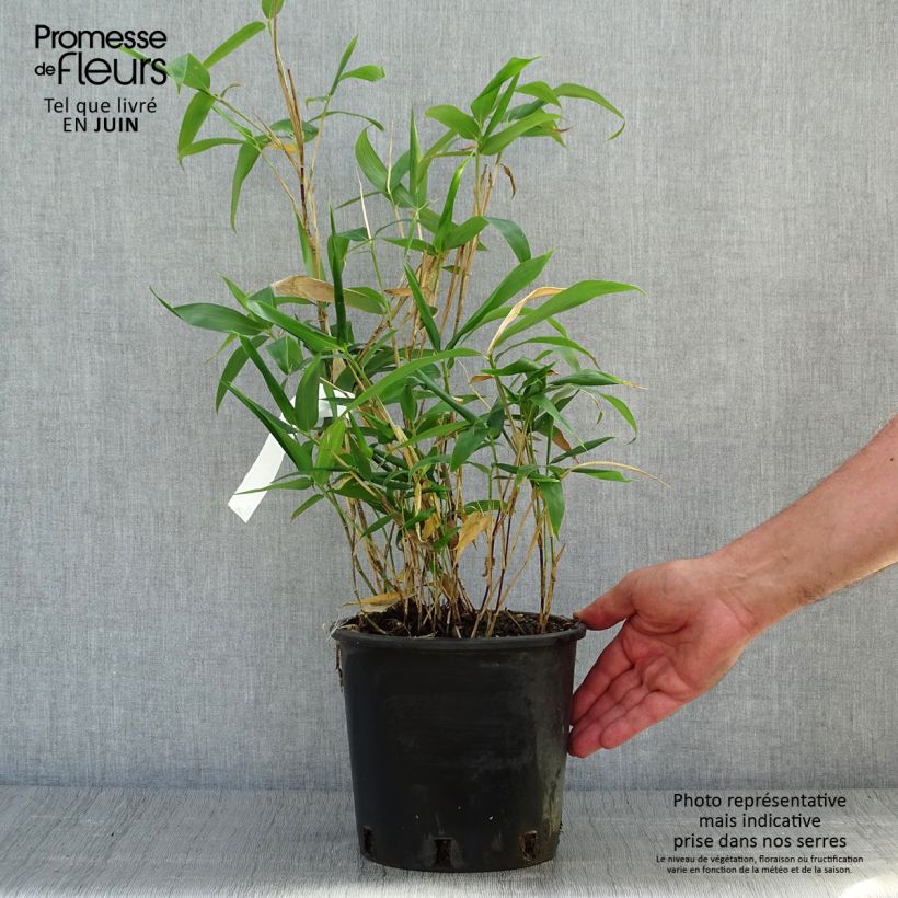 Amostra de Sasa kurilensis - Bambu-anão Vaso de 2 L/3 L tal como entregue no verão