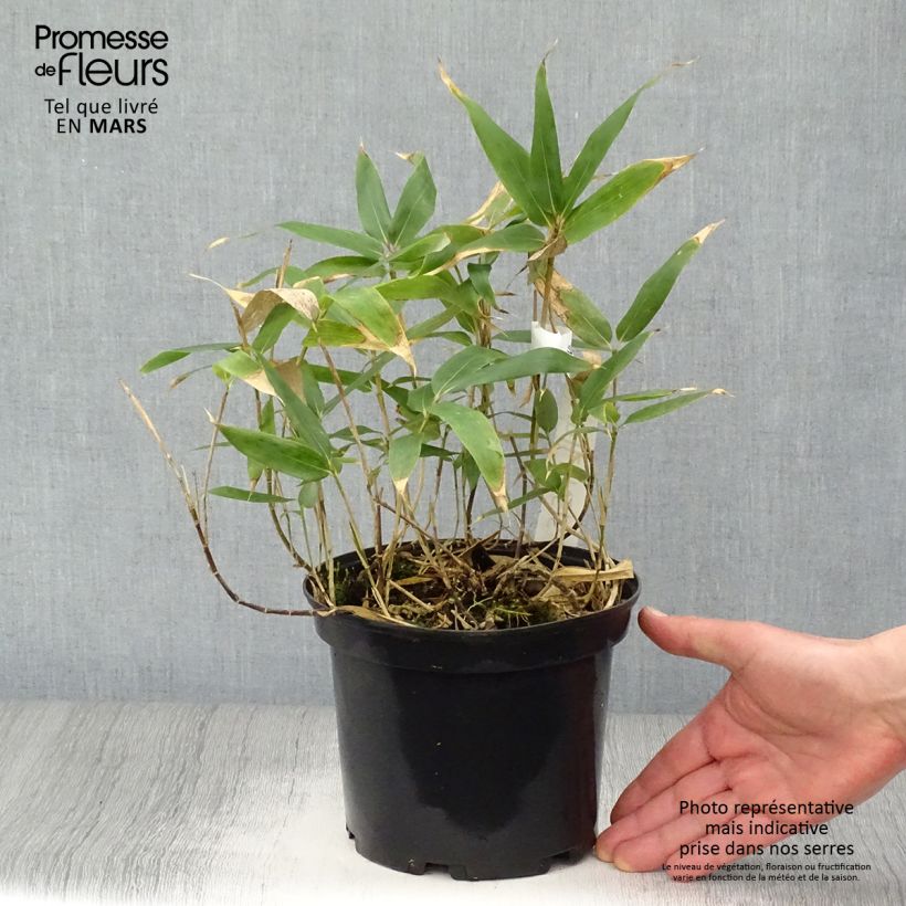 Amostra de Sasa kurilensis - Bambu-anão Vaso de 2 L/3 L tal como entregue na primavera