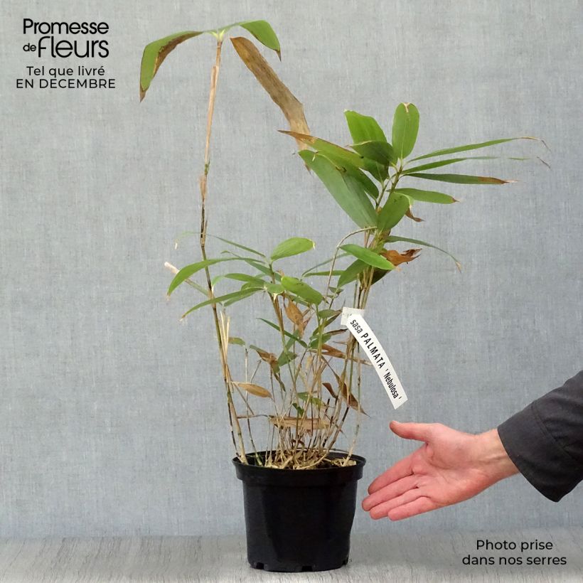 Amostra de Sasa palmata Nebulosa - Bambu-anão Vaso de 1 L/1,5 L tal como entregue no inverno