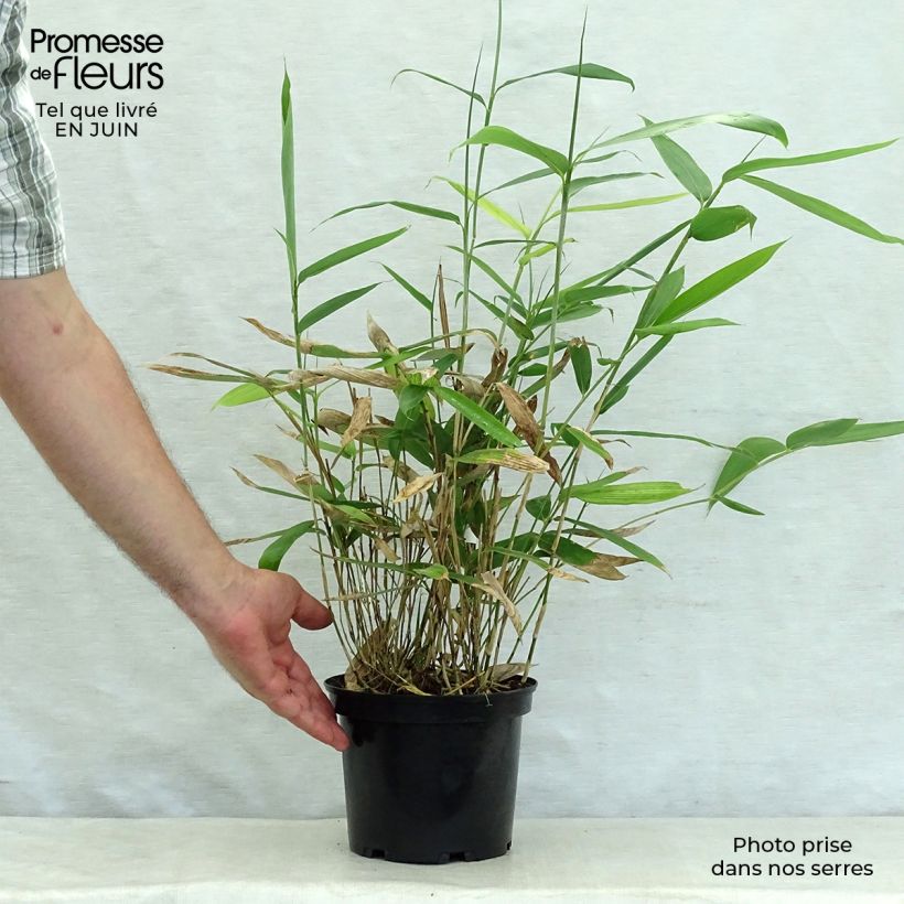 Amostra de Sasa palmata Nebulosa - Bambu-anão Vaso de 2 L/3 L tal como entregue no verão
