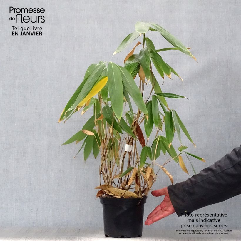 Amostra de Sasa palmata Nebulosa - Bambu-anão Vaso de 2 L/3 L tal como entregue no inverno