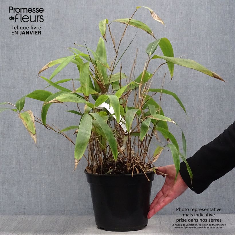 Amostra de Sasa tessellata - Bambou nain Vaso de 3 L/4 L tal como entregue no inverno