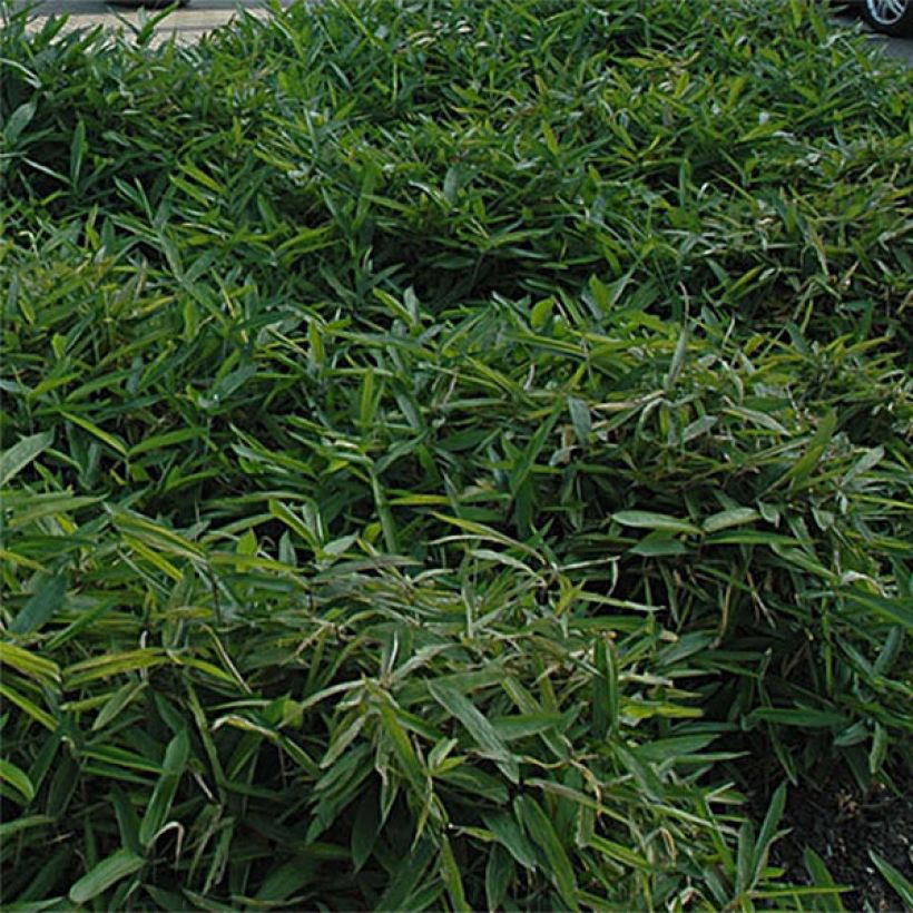 Sasa tsuboiana - Bambu-anão (Folhagem)