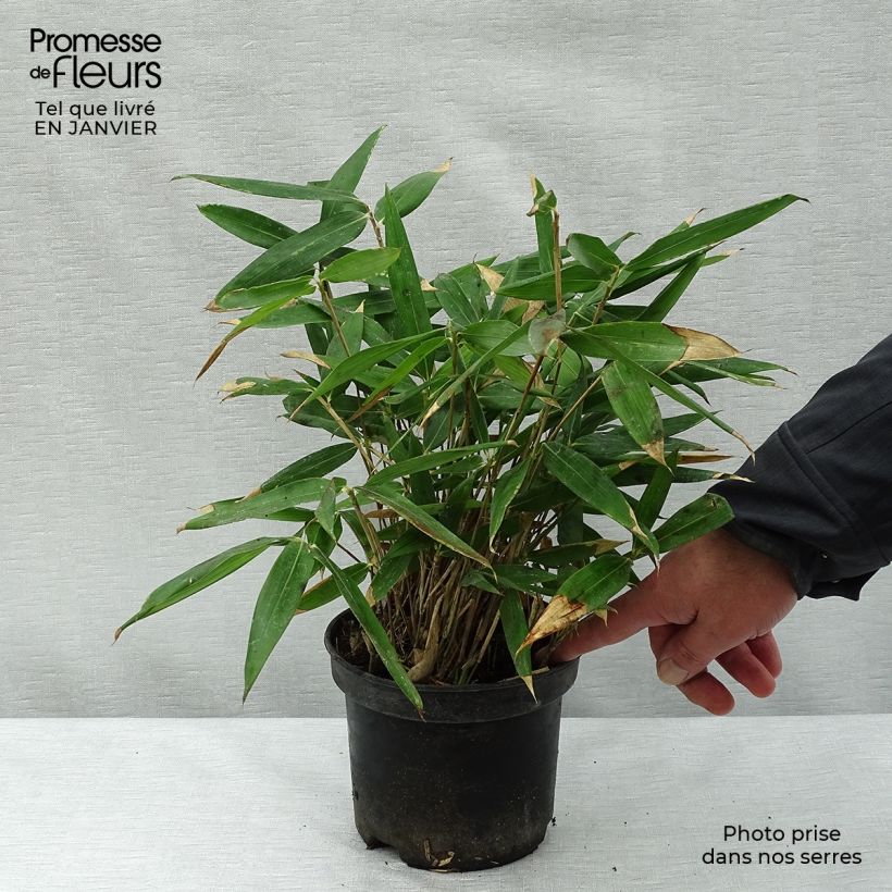 Amostra de Sasa tsuboiana - Bambou nain Vaso de 2 L/3 L tal como entregue no inverno