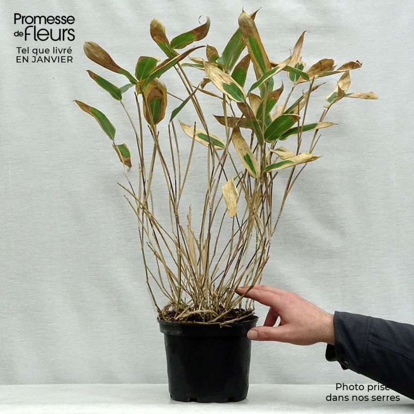 Amostra de Sasa veitchii - Bambu-anão Vaso de 2 L/3 L tal como entregue no inverno