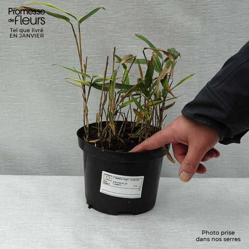 Amostra de Sasaella masamuneana Albostriata - Bambou nain Vaso de 2 L/3 L tal como entregue no inverno