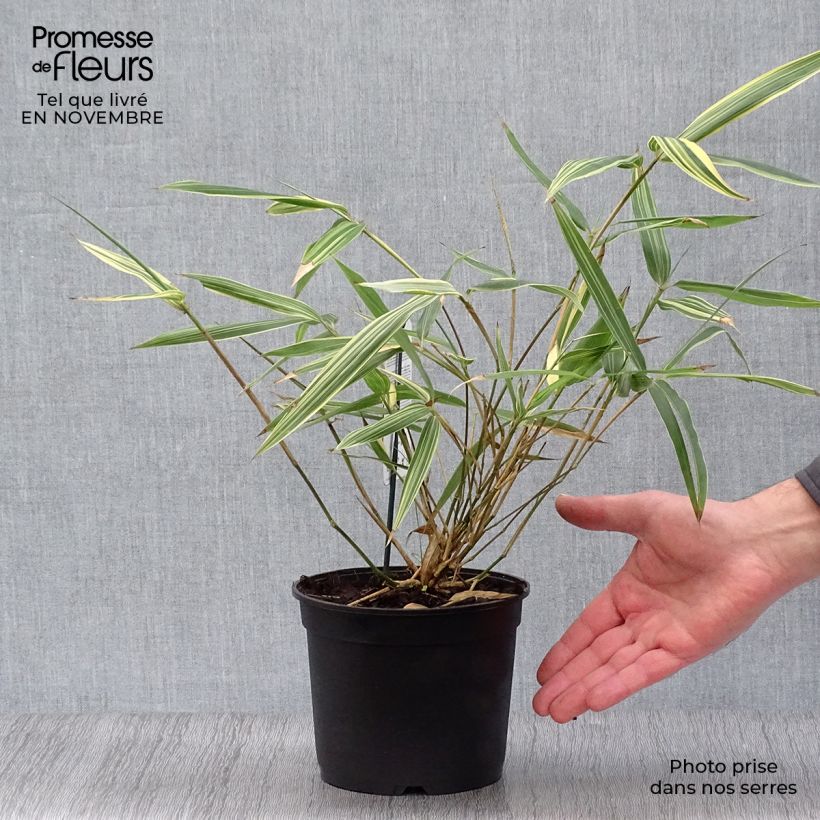 Amostra de Sasaella masamuneana Albostriata - Bambu-anão Vaso de 2 L/3 L tal como entregue no outono