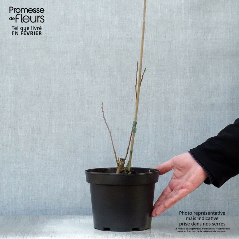 Amostra de Sassafrás albidum Vaso de 3 L/4 L tal como entregue no inverno