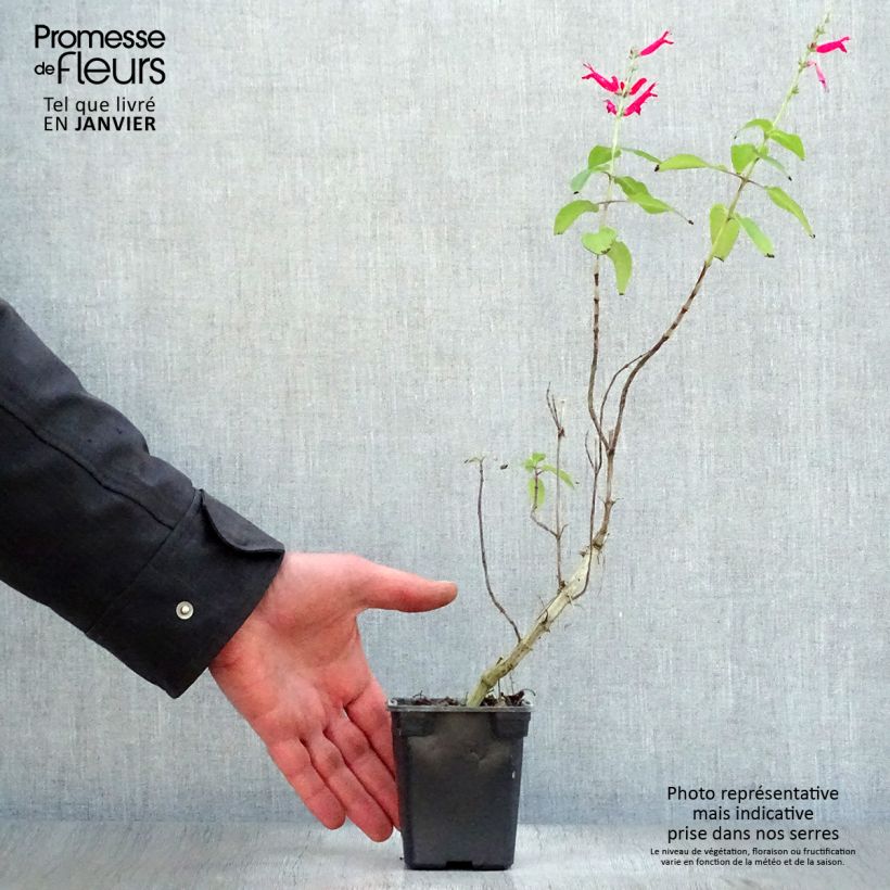 Amostra de Sauge Ananas - Salvia elegans Vaso de 7/8 cm tal como entregue no inverno