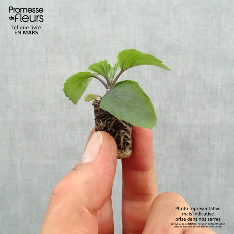 Amostra de Sauge Big Blue Mini-motte Ø 1,5/2,5 cm tal como entregue na primavera