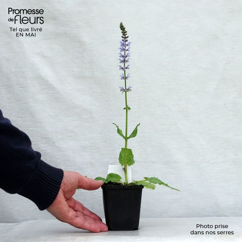 Amostra de Sálvia nemorosa Colorspires Crystal Blue Vaso de 8/9 cm tal como entregue na primavera
