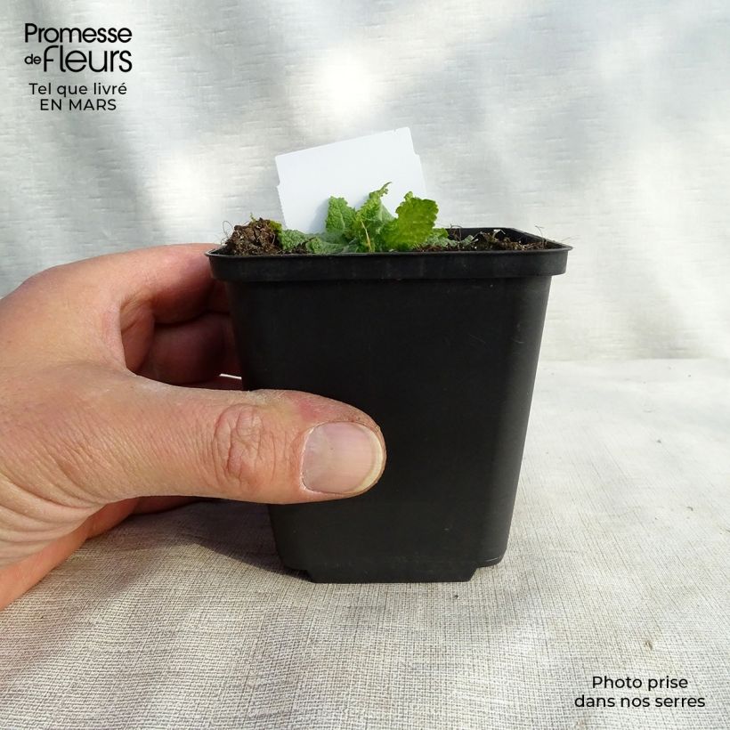 Amostra de Sauge Crystal Blue - Sauge des bois. Vaso de 8/9 cm tal como entregue no inverno