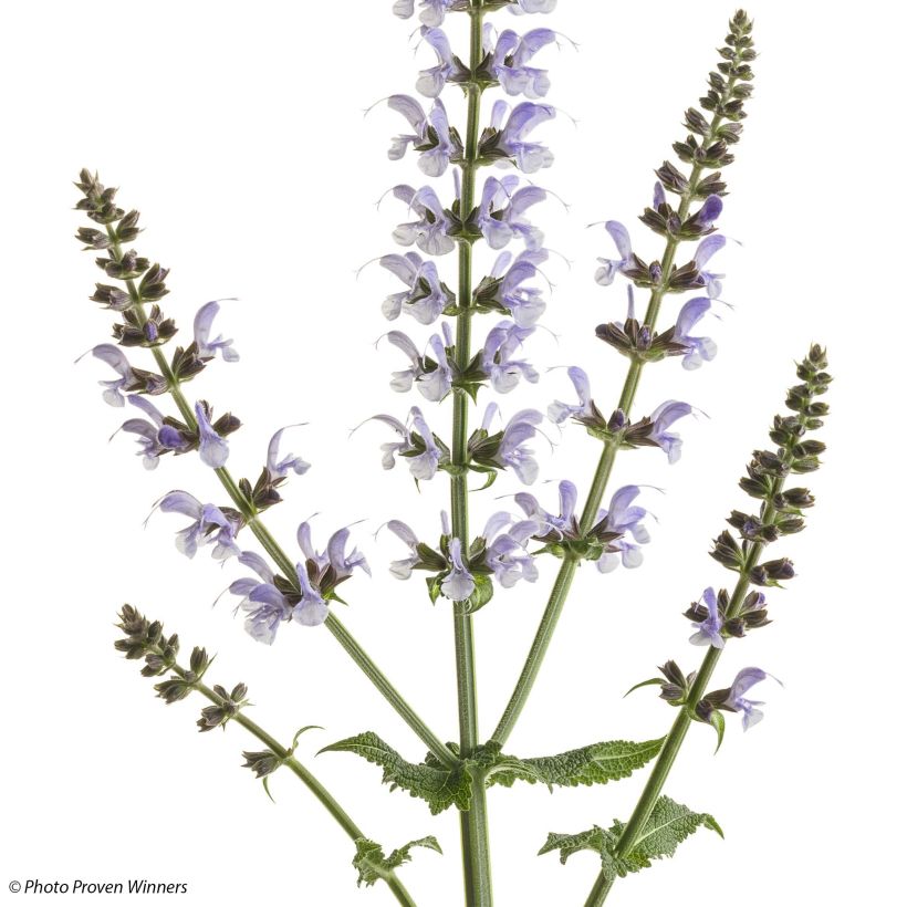 Sálvia nemorosa Colorspires Crystal Blue (Floração)