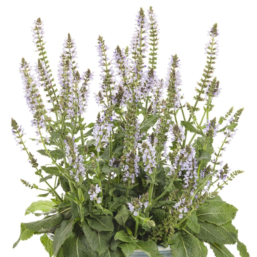 Sálvia nemorosa Colorspires Crystal Blue (Hábito)