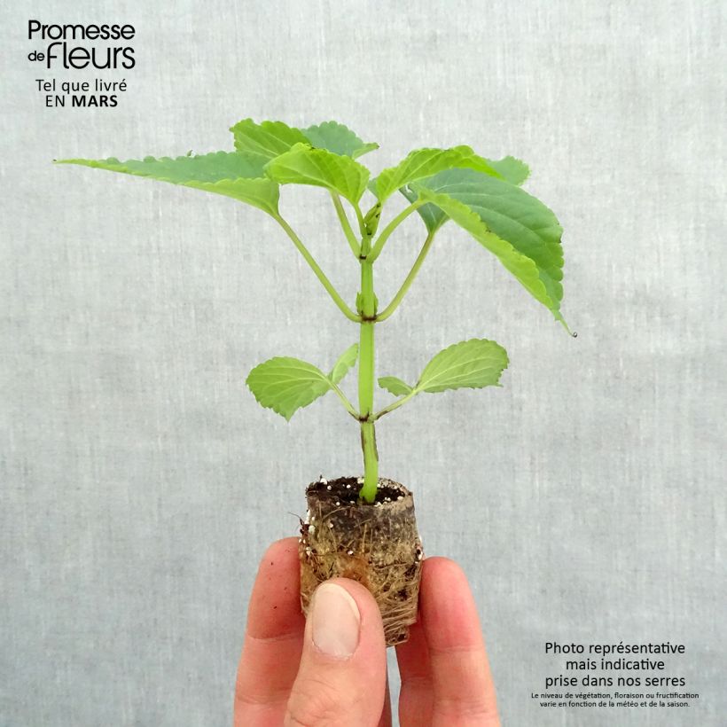 Amostra de Sauge Gogo Purple Mini-motte Ø 3/4 cm tal como entregue na primavera