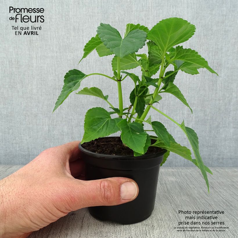 Amostra de Sálvia Gogo Purple Vaso de 8/9 cm tal como entregue na primavera