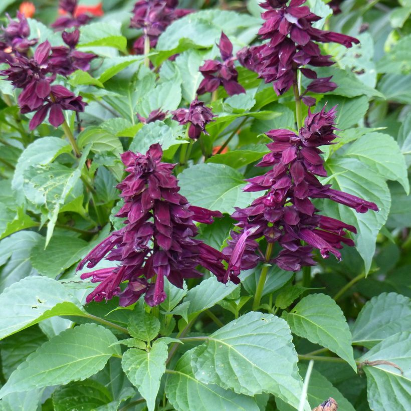 Sálvia Gogo Purple (Floração)