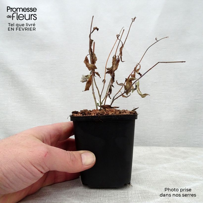 Amostra de Sálvia uliginosa African Skies Vaso de 8/9 cm tal como entregue no inverno