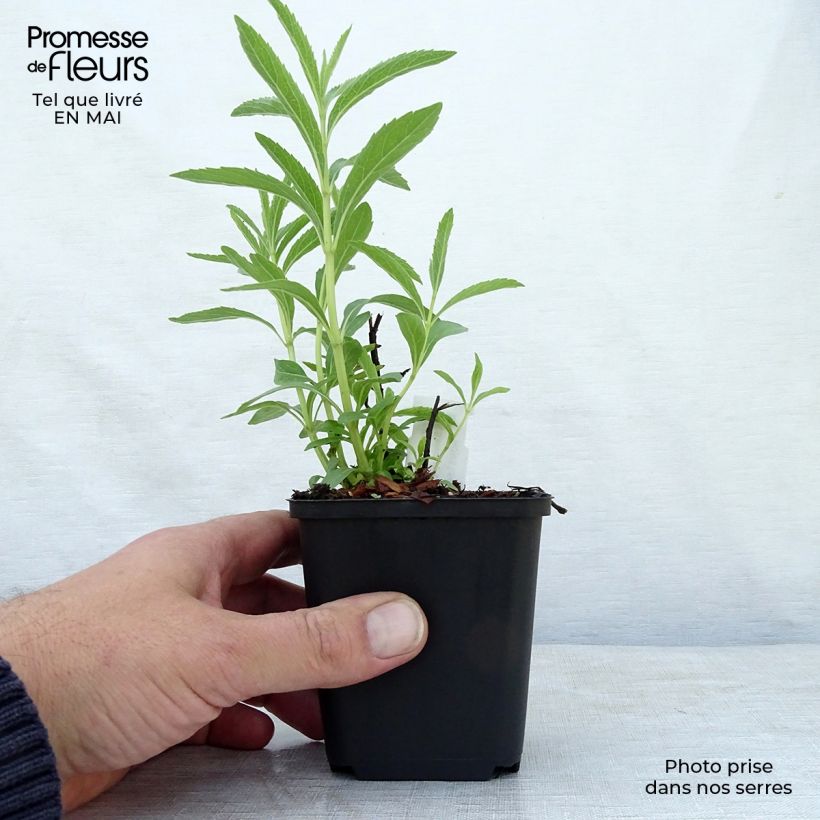 Amostra de Sálvia uliginosa African Skies Vaso de 8/9 cm tal como entregue na primavera