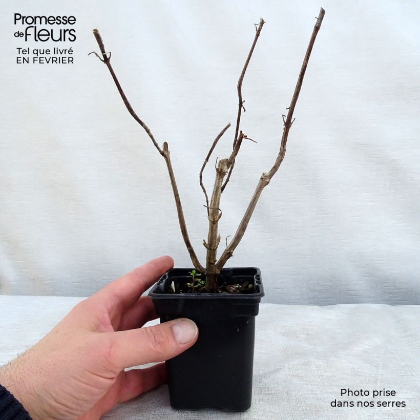 Amostra de Sálvia elegans Golden Delicious Vaso de 7/8 cm tal como entregue no inverno