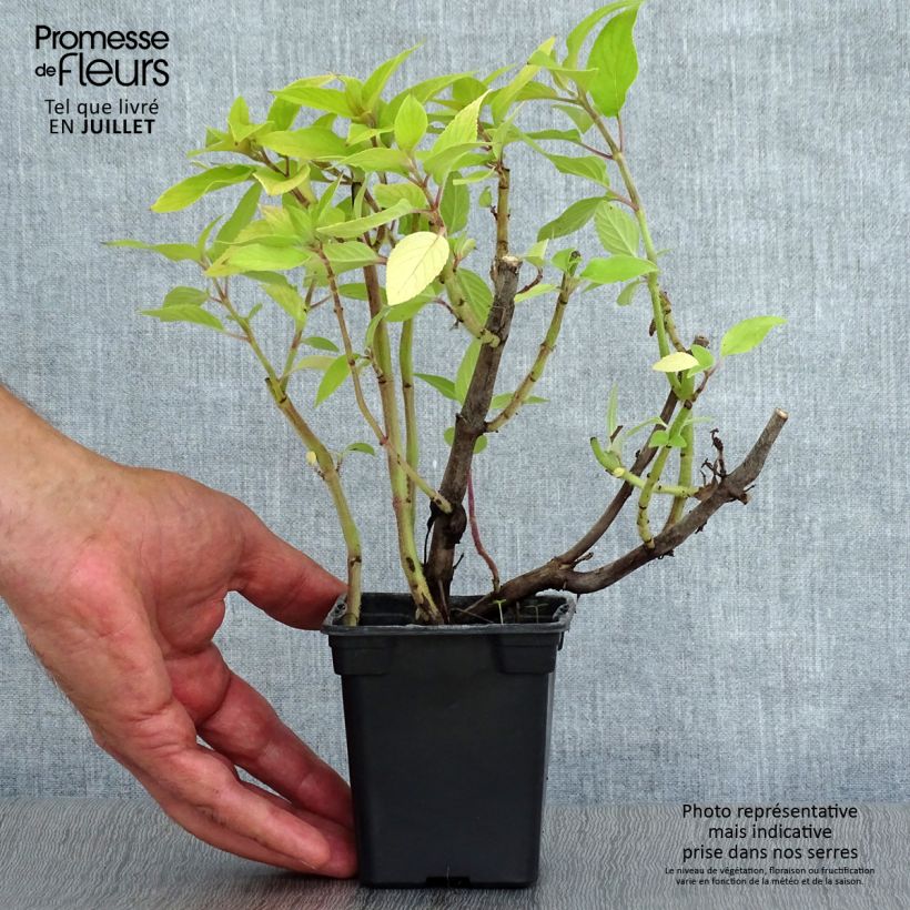 Amostra de Sálvia elegans Golden Delicious Vaso de 7/8 cm tal como entregue no verão