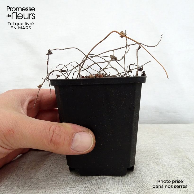 Amostra de Sálvia forreri Vaso de 8/9 cm tal como entregue na primavera