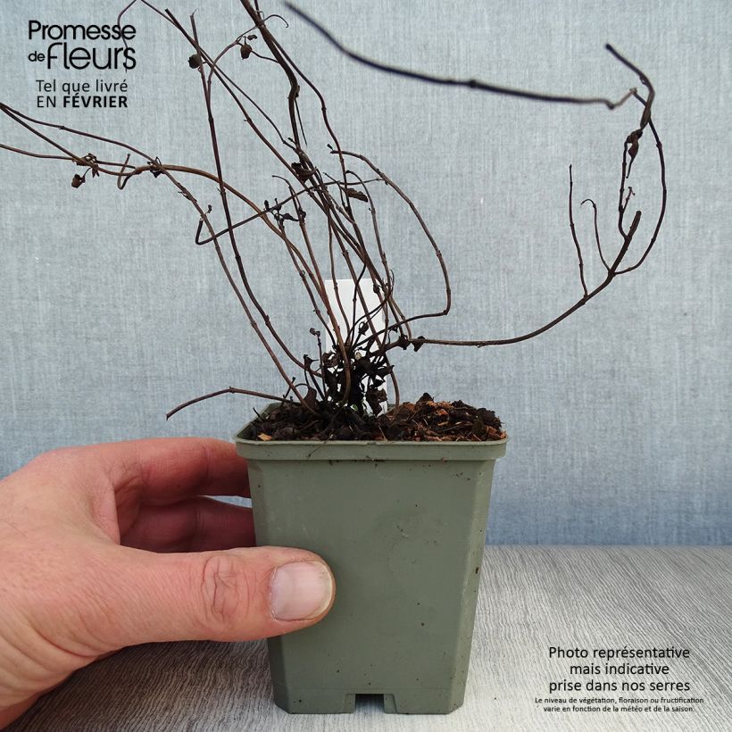 Amostra de Sálvia forreri Vaso de 8/9 cm tal como entregue no inverno