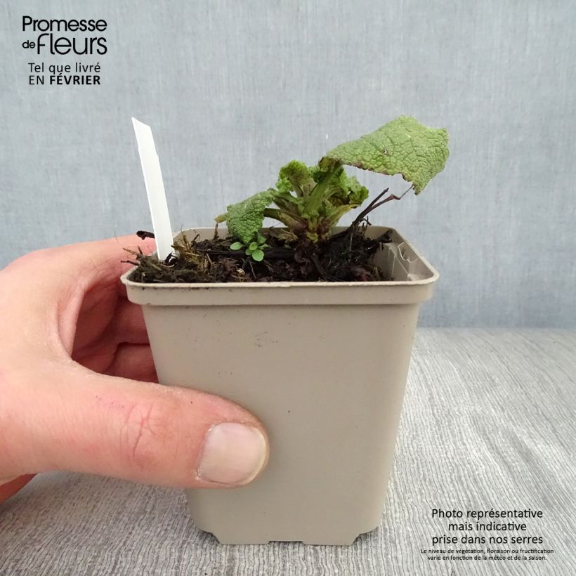 Amostra de Sálvia forsskaolei Vaso de 8/9 cm tal como entregue no inverno